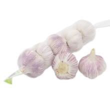 shandong fresh garlic with low price for wholesale